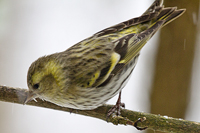 Carduelis spinus